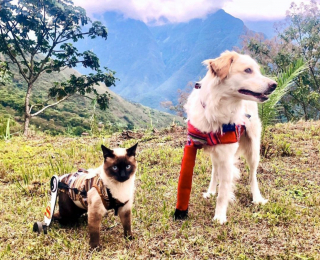 Illustration de l'article : Ce chat paralysé et ce chien à 3 pattes sont de véritables aventuriers