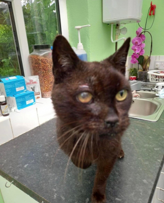 Illustration de l'article : Des bénévoles affirment qu’ils n’avaient jamais pris en charge un chat dans un état aussi grave que Speckle