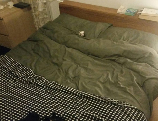 Illustration de l'article : 20 photos montrant que les furets sont des compagnons aussi tendres qu'espiègles