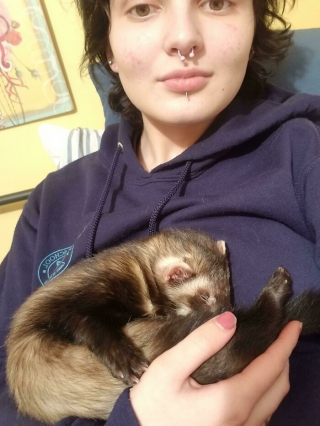 Illustration de l'article : 20 photos montrant que les furets sont des compagnons aussi tendres qu'espiègles