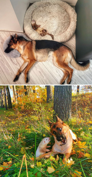 Illustration de l'article : 20 photos montrant que les furets sont des compagnons aussi tendres qu'espiègles