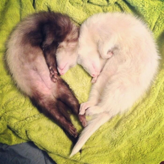 Illustration de l'article : 20 photos montrant que les furets sont des compagnons aussi tendres qu'espiègles