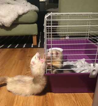 Illustration de l'article : 20 photos montrant que les furets sont des compagnons aussi tendres qu'espiègles