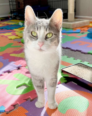 Illustration de l'article : Ce chat peureux se lie d’amitié avec un cerf sauvage qui vient lui rendre visite quotidiennement