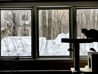 Illustration de l'article : Ce chat peureux se lie d’amitié avec un cerf sauvage qui vient lui rendre visite quotidiennement