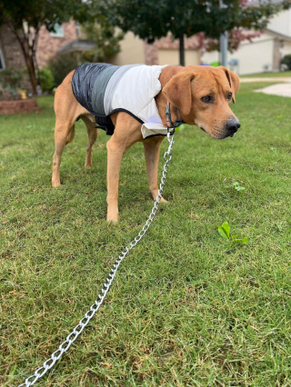 Illustration de l'article : Une b&eacute;n&eacute;vole d&eacute;moralis&eacute;e en comprenant que le chien qu&rsquo;elle tentait d&rsquo;attraper depuis 2 ans venait de lui filer entre les doigts