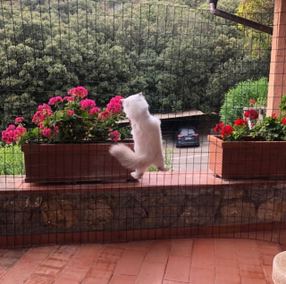 Illustration de l'article : 14 photos de chats heureux d’accueillir le printemps