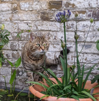 Illustration de l'article : 14 photos de chats heureux d’accueillir le printemps