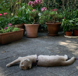 Illustration de l'article : 14 photos de chats heureux d’accueillir le printemps