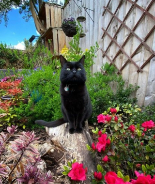 Illustration de l'article : 14 photos de chats heureux d’accueillir le printemps