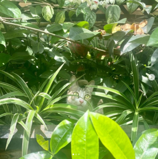 Illustration de l'article : 14 photos de chats heureux d’accueillir le printemps