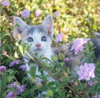 Illustration de l'article : 14 photos de chats heureux d’accueillir le printemps