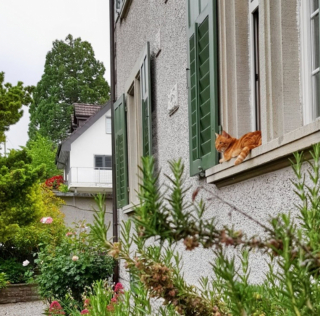 Illustration de l'article : 14 photos de chats heureux d’accueillir le printemps