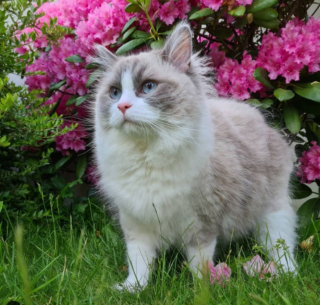 Illustration de l'article : 14 photos de chats heureux d’accueillir le printemps