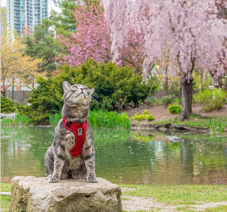 Illustration de l'article : 14 photos de chats heureux d’accueillir le printemps