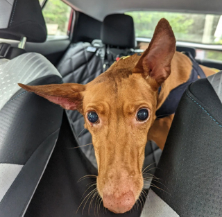 Illustration de l'article : 20 chiens aveugles qui vivent comme tous les autres animaux de compagnie