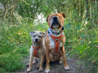 Illustration de l'article : 20 chiens aveugles qui vivent comme tous les autres animaux de compagnie