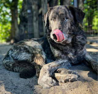 Illustration de l'article : 20 chiens aveugles qui vivent comme tous les autres animaux de compagnie