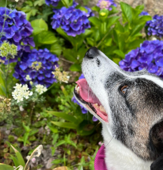 Illustration de l'article : 20 chiens aveugles qui vivent comme tous les autres animaux de compagnie