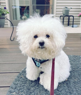 Illustration de l'article : 20 chiens aveugles qui vivent comme tous les autres animaux de compagnie