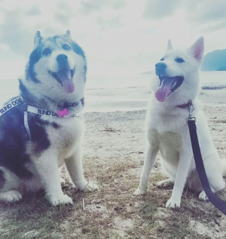 Illustration de l'article : 20 chiens aveugles qui vivent comme tous les autres animaux de compagnie