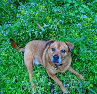 Illustration de l'article : 20 chiens aveugles qui vivent comme tous les autres animaux de compagnie