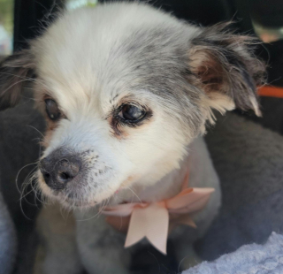 Illustration de l'article : 20 chiens aveugles qui vivent comme tous les autres animaux de compagnie