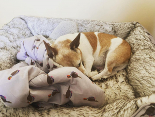 Illustration de l'article : 20 chiens aveugles qui vivent comme tous les autres animaux de compagnie