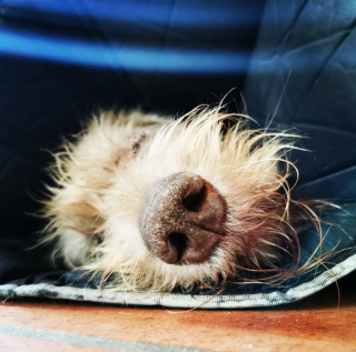 Illustration de l'article : 20 chiens aveugles qui vivent comme tous les autres animaux de compagnie