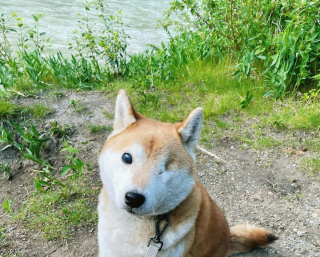 Illustration de l'article : 20 chiens aveugles qui vivent comme tous les autres animaux de compagnie