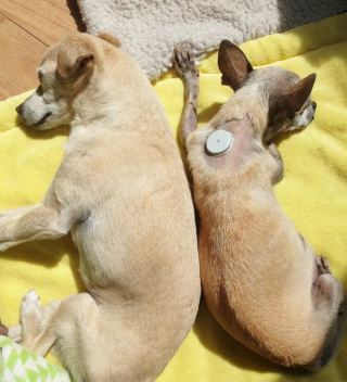 Illustration de l'article : 20 chiens aveugles qui vivent comme tous les autres animaux de compagnie