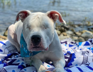 Illustration de l'article : 20 chiens aveugles qui vivent comme tous les autres animaux de compagnie