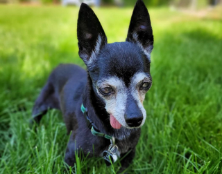 Illustration de l'article : 20 chiens aveugles qui vivent comme tous les autres animaux de compagnie