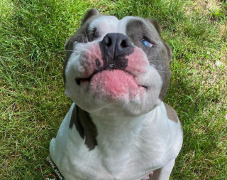 Illustration de l'article : 20 chiens aveugles qui vivent comme tous les autres animaux de compagnie