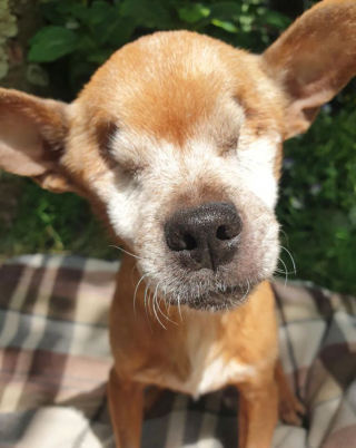 Illustration de l'article : 20 chiens aveugles qui vivent comme tous les autres animaux de compagnie