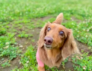 Illustration de l'article : 20 chiens aveugles qui vivent comme tous les autres animaux de compagnie