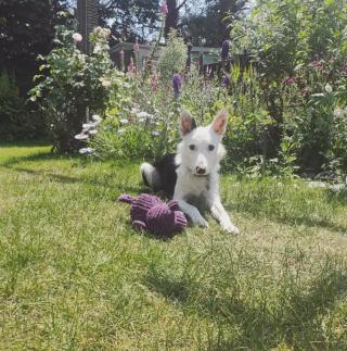 Illustration de l'article : 20 chiens aveugles qui vivent comme tous les autres animaux de compagnie