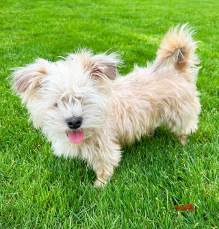 Illustration de l'article : 20 chiens aveugles qui vivent comme tous les autres animaux de compagnie