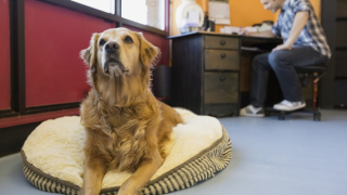 Illustration de l'article : 20 photos de chiens qui passent du temps au bureau avec leur maître