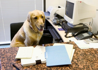 Illustration de l'article : 20 photos de chiens qui passent du temps au bureau avec leur maître