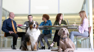 Illustration de l'article : 20 photos de chiens qui passent du temps au bureau avec leur maître
