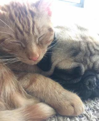 Illustration de l'article : 17 couples touchants de chiens et chats inséparables