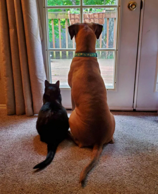 Illustration de l'article : 17 couples touchants de chiens et chats inséparables