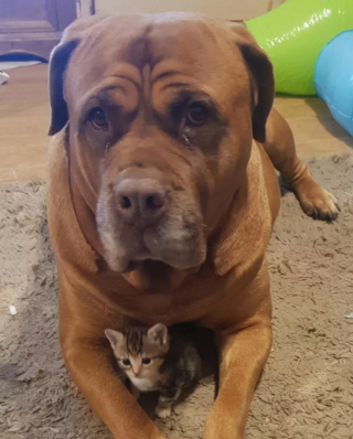 Illustration de l'article : 17 couples touchants de chiens et chats inséparables