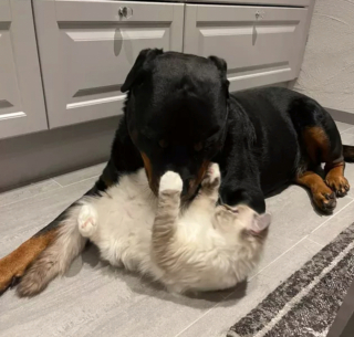 Illustration de l'article : 17 couples touchants de chiens et chats inséparables