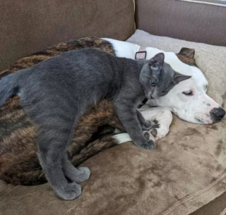 Illustration de l'article : 17 couples touchants de chiens et chats inséparables