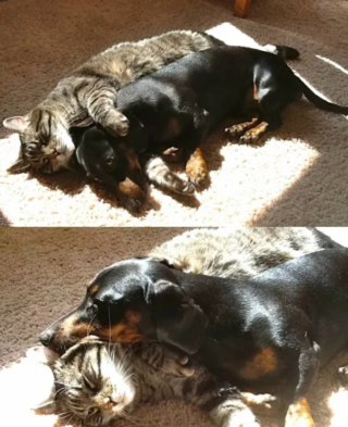 Illustration de l'article : 17 couples touchants de chiens et chats inséparables