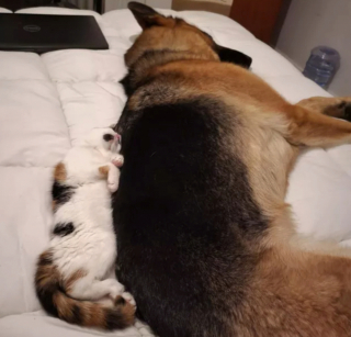 Illustration de l'article : 17 couples touchants de chiens et chats inséparables