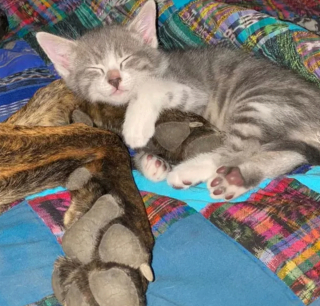 Illustration de l'article : 17 couples touchants de chiens et chats inséparables