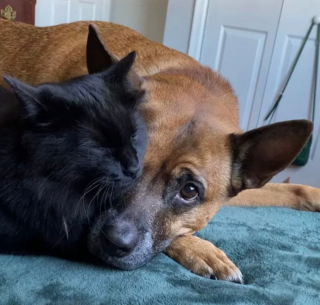 Illustration de l'article : 17 couples touchants de chiens et chats inséparables